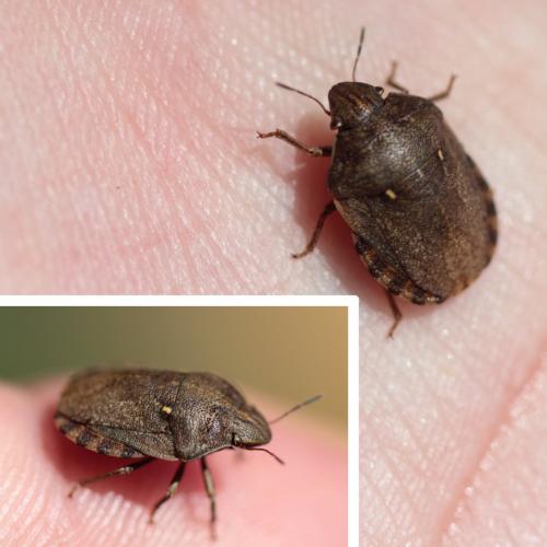 Eurygaster maura